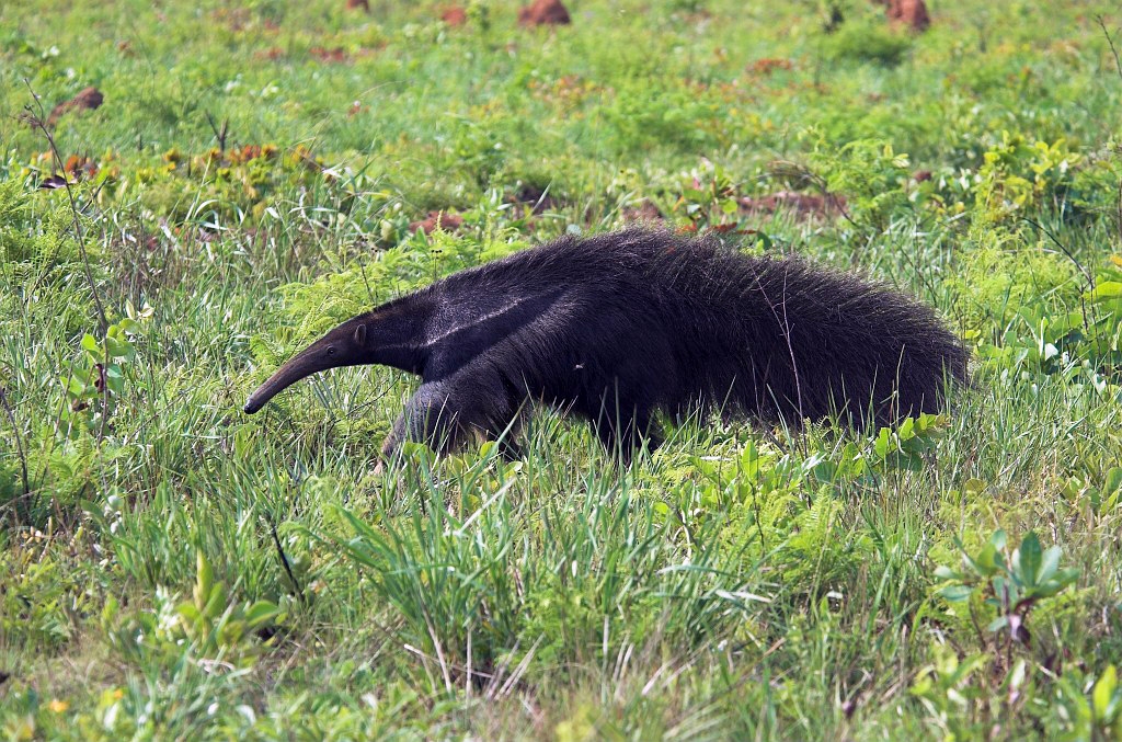 Great Anteater06-01.jpg - Giant Anteater (Myrmecophaga tridactyla), Emas N.P. Brazil 2005